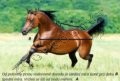 Náhled obrázku Deka na koně flaušová pony,,anti-pilling