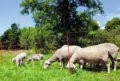 Obrázky ke zboží: Síť ohradníková vodivá 90cm 50m délka pro ovce